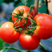 Томат ультраранний Куманёк F1, 15 семян (селекция Молдова) -2шт