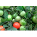 Томат ультраранний Куманёк F1, 15 семян (селекция Молдова) -2шт
