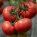 Томат белорусской селекции Лапа F1* (Институт овощеводства НАН) -2шт