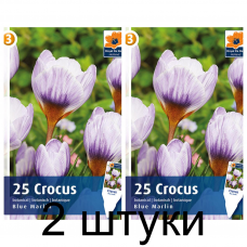 Семена. Крокусы Blue Marlin (R. De Ree) -2шт