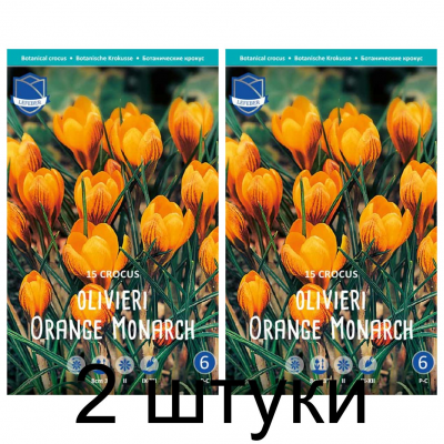 Семена. Крокусы olivieri Orange Monarch (Lefeber) -2шт