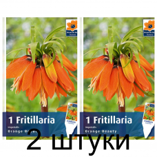 Семена. Фритиллярия Imperialis Orange Beauty (R. De Ree) -2шт