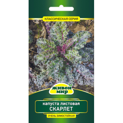 Семена Капуста листовая Скарлет (W. Legutko) 0,5 г, РБ