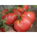 Томат Бельмонте, 10 семян (Esasem, Италия)