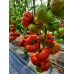 Томат Бельмонте, 10 семян (Esasem, Италия)