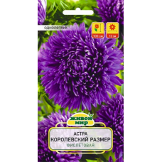 Семена Астра Королевский размер фиолетовая (W. Legutko) 0,3 г, РБ