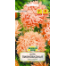 Семена Астра Пионовидная лососевая (W. Legutko) 0,3 г, РБ