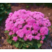 Агератум Розовый шар 0,2г(W. Legutko, Польша)