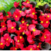 Бегония вечноцветущая Броумов F1, 10 семян (Cerny seed, Чехия)