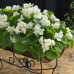 Бегония вечноцветущая Фея белая F1, 10 семян (Cerny seed, Чехия)