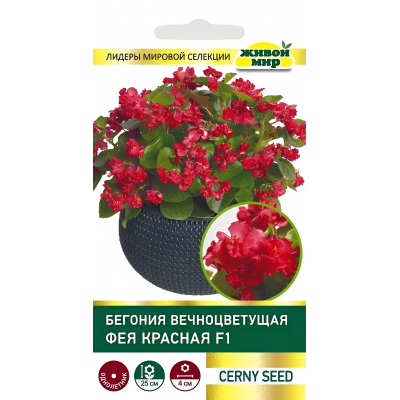 Бегония вечноцветущая Фея красная F1, 10 семян (Cerny seed, Чехия)