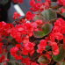 Бегония вечноцветущая Фея красная F1, 10 семян (Cerny seed, Чехия)