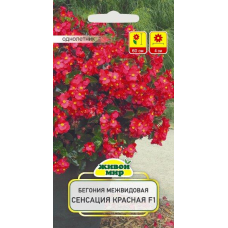 Бегония межвидовая Сенсация Красная F1, 10 семян (Cerny seed, Чехия)