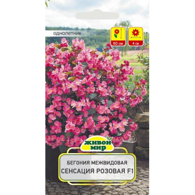 Бегония межвидовая Сенсация Розовая F1, 10 семян (Cerny seed, Чехия)