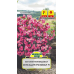 Бегония межвидовая Сенсация Розовая F1, 10 семян (Cerny seed, Чехия) Бегония межвидовая Сенсация Розовая F1, 10 семян (Cerny seed, Чехия)