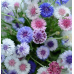 Василёк Фрости смесь сортов, 2г (N.L.Chrestensen, Живой мир)