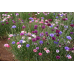 Василек махровый карликовый смесь сортов 0,5г (W. Legutko, Живой мир)