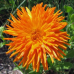 Календула Оранжевые лучи, 2г (N.L.Chrestensen, Германия)