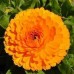 Календула махровая Оранжевые шары, 2г (N.L.Chrestensen, Германия)