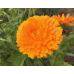 Календула махровая Оранжевые шары, 2г (N.L.Chrestensen, Германия)