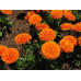 Календула махровая Оранжевые шары, 2г (N.L.Chrestensen, Германия)