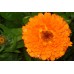Календула махровая Оранжевые шары, 2г (N.L.Chrestensen, Германия)