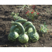 Лагенария Кобра, семена 3шт (W. Legutko, Польша)