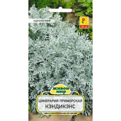 Семена Цинерария приморская Кэндикэнс (W. Legutko) 0,1 г, РБ