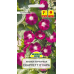 Семена Ипомея пурпурная Скарлетт О Хара (N.L.Chrestensen) 2 г, РБ Семена Ипомея пурпурная Скарлетт О Хара (N.L.Chrestensen) 2 г, РБ