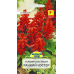 Семена Сальвия блестящая Ранний костер (W. Legutko) 0,2 г, РБ Семена Сальвия блестящая Ранний костер (W. Legutko) 0,2 г, РБ