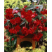 Бегония ампельная Сан Дансер Ред F1, 5 семян (PanAmerican Seed - Живой мир)