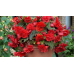 Бегония ампельная Сан Дансер Ред F1, 5 семян (PanAmerican Seed - Живой мир)