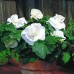 Бегония клубневая крупноцветковая Белая, 10 семян (Cerny seed, Чехия)
