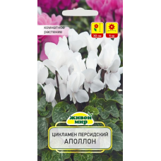 Семена Цикламен персидский Аполлон (Cerny seed) 3 шт, РБ