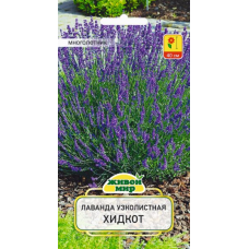 Семена Лаванда узколистная Хидкот (W. Legutko) 0,1 г, РБ