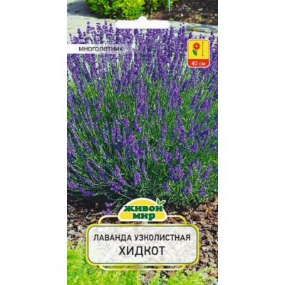 Семена Лаванда узколистная Хидкот (W. Legutko) 0,1 г, РБ