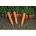 Морковь Маэстро F1, 10 семян (Vilmorin, Франция) -2шт