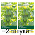 Семена Огурец Валерия F1 (Sakata) 5 шт, РБ -2шт