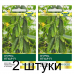 Семена Огурец Ягуар F1 (Takii seed) 5 шт, РБ -2шт