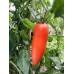 Томат Сан Марцано Гиганте 3, 0,2г (Sativa, Италия) -2шт