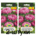 Семена Астра Красная лента карликовая (W. Legutko) 0,3 г, РБ -2шт