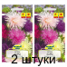 Семена Астра Харц смесь (N.L.Chrestensen) 0,5 г, РБ -2шт Семена Астра Харц смесь (N.L.Chrestensen) 0,5 г, РБ -2шт