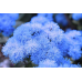 Агератум Голубой шар 0,2г (W. Legutko, Польша) -2шт