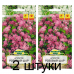 Агератум Розовый шар 0,2г (W. Legutko, Польша) -2шт Агератум Розовый шар 0,2г (W. Legutko, Польша) -2шт