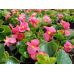 Бегония вечноцветущая Боушин F1, 10 семян (Cerny seed, Чехия) -2шт