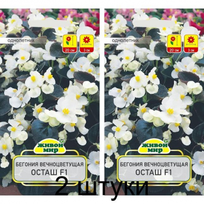 Бегония вечноцветущая Осташ F1, 10 семян (Cerny seed, Чехия) -2шт