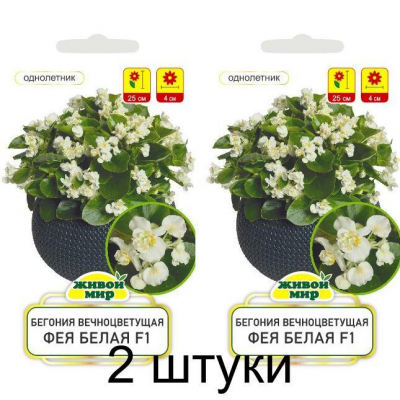 Бегония вечноцветущая Фея белая F1, 10 семян (Cerny seed, Чехия) -2шт