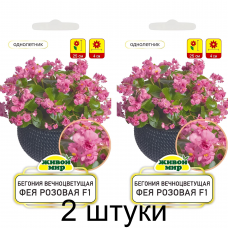 Бегония вечноцветущая Фея розовая F1, 10 семян (Cerny seed, Чехия) -2шт
