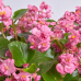 Бегония вечноцветущая Фея розовая F1, 10 семян (Cerny seed, Чехия) -2шт