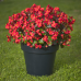 Бегония межвидовая Сенсация Красная F1, 10 семян (Cerny seed, Чехия) -2шт